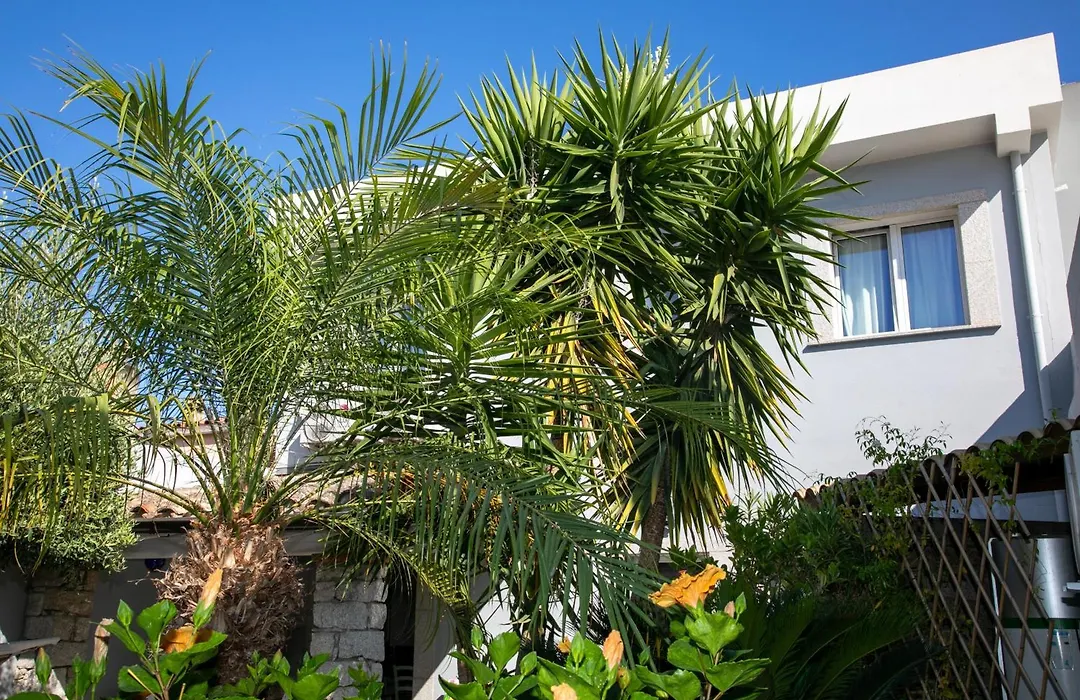 Hibiscus B&B-1